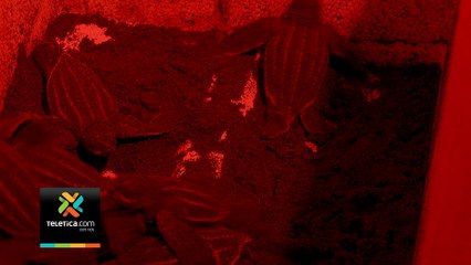 tn7-Reserva Pacuare reporta aumento de 6% en la anidación de la tortuga baula-020120