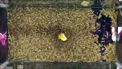 ¿Sabes cuánto tarda un ‘ejército de larvas’ en devorar una pizza?¡No te lo vas a creer!