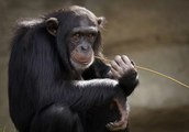 El ingenioso chimpancé usa un tronco como escalera para escapar del zoo