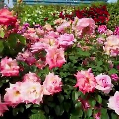 Quran e pak tilav in very beautiful voice