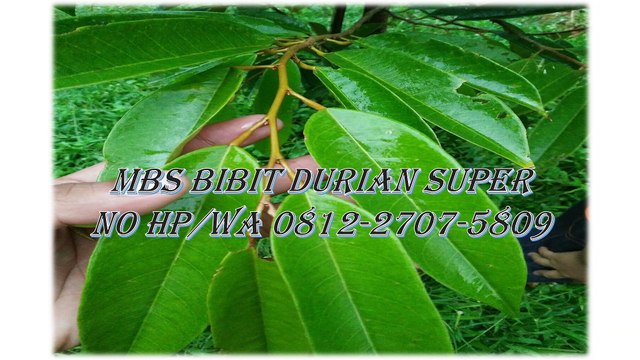 GROSIR, WA 0812-2707-5809, Benih Durian Asfa50 Sulawesi Selatan