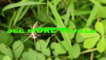 Rainbow bee-eaters _ See More World (4k)