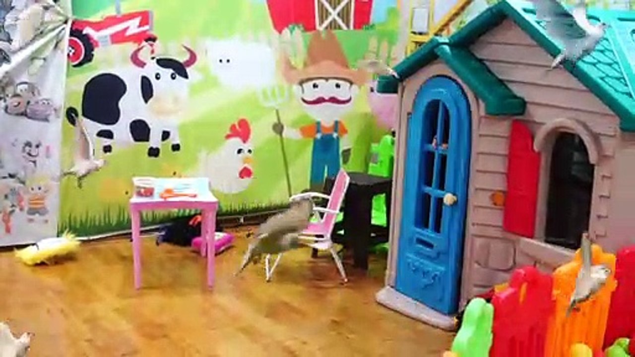 Oyun Alanına Süpriz Güvercinler Gelmiş Eslem Onlara Yem Verdi Hiç Korkmadı Çocuk Videom