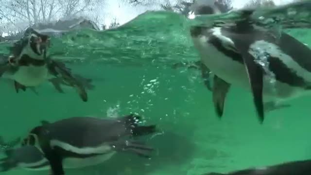 El zoológico de Londres estrena este 2020 con su recuento anual de animales