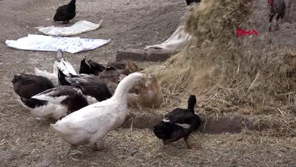 Kayseri 'mikrokredi' ile çiftlik kurdu