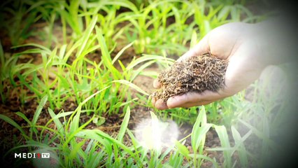 يوميات الفلاح - 03/01/2020