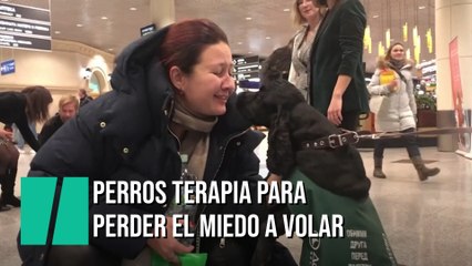 Perros terapia para perder el miedo a volar