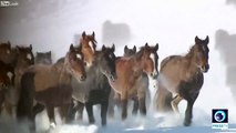 ウイグル自治区駆け抜ける10000の馬たち