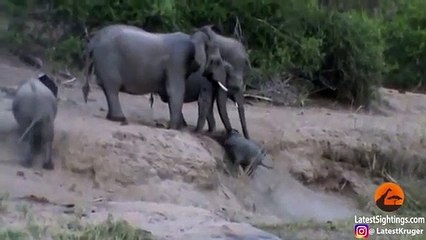 Elephants Help Calf That Can't Get Up the Ridge