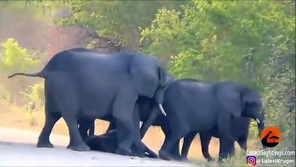 Elephants Try Help Dying Calf