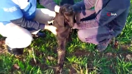 Üç ayaklı oğlak hayata tutunmayı başardı