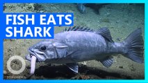 Giant fish chows down on whole shark