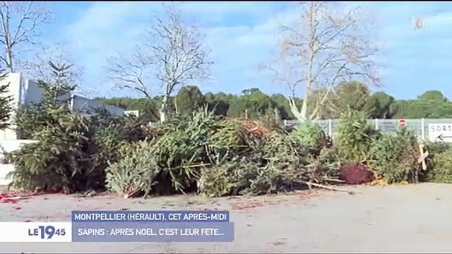 Pour inciter les habitants à déposer leur sapin de Noël à la déchetterie, la mairie de Montpellier a lancé une initiative - VIDEO