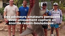 Des pêcheurs tuent un énorme requin-bouledogue qui était enceinte de petits requins
