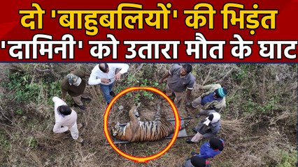 Udaipur के Biological Park Tiger Kumar और Damini में जमकर संघर्ष, Damini की हुई मौत | वनइंडिया हिंदी