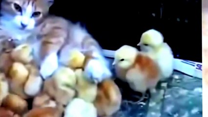 юмор и приколы