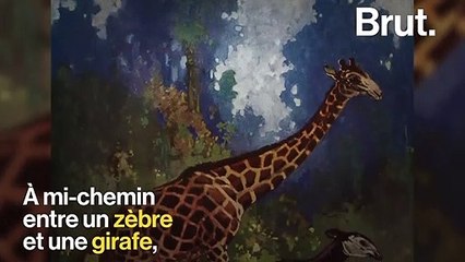 L'okapi, un des derniers grands mammifères à avoir été découvert