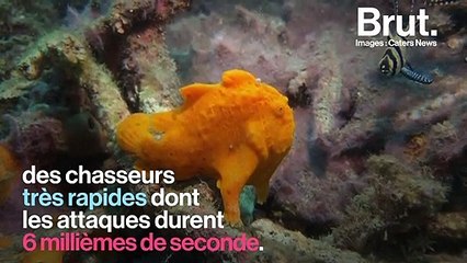 Le poisson-grenouille, un chasseur redoutable