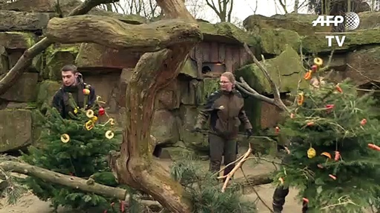 Oh Tannenbaum! Festtagsmenü für Zoo-Elefanten