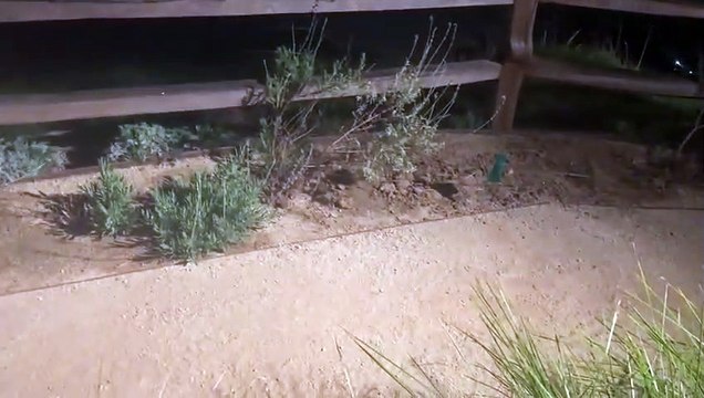 La tête de ces 2 ratons laveurs surpris en pleine nuit !