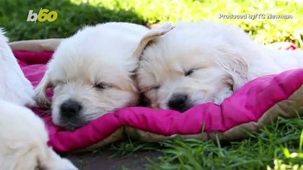 Your Dog Sleeps This Way When They're Really Comfortable With You