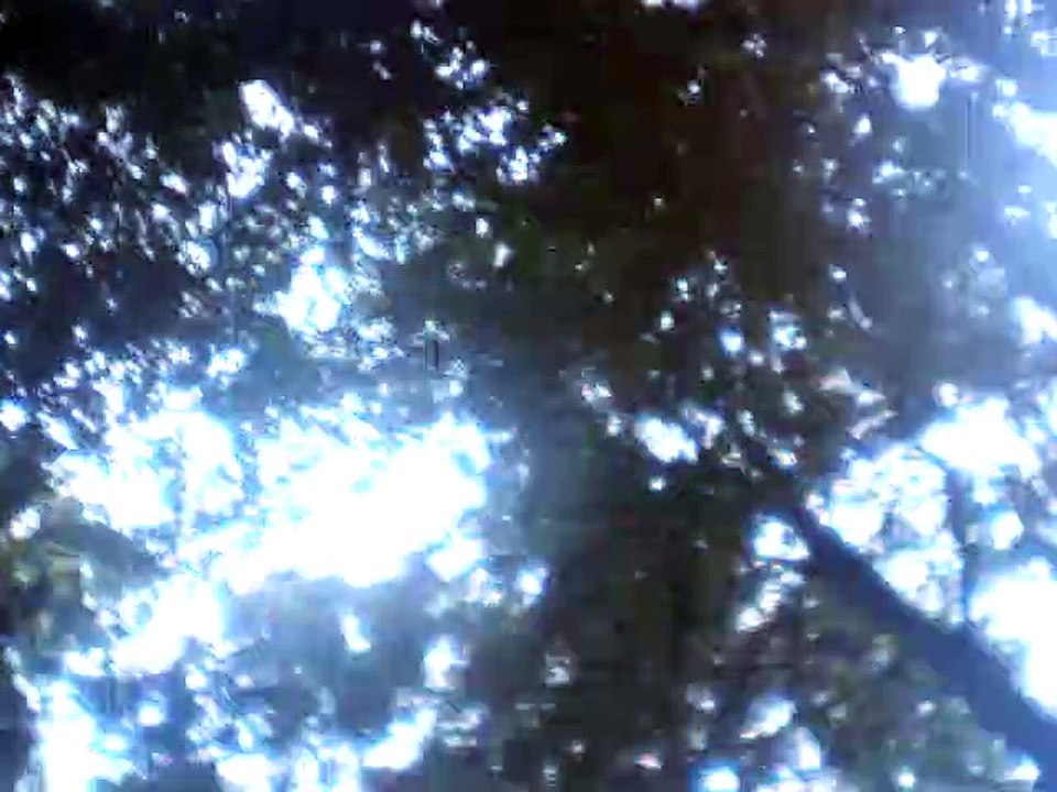 flora
