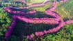 Stunning drone showcases winter cherry blossoms blooming in Chinese mountains