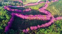 Stunning drone showcases winter cherry blossoms blooming in Chinese mountains