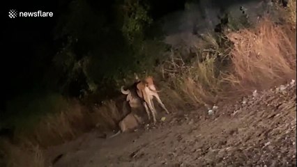 Rare Asian lioness seen wrestling with stubborn bull in western India
