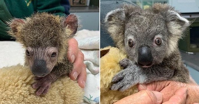 Australie : sauvé d'une mort certaine, ce petit koala guéri de ses brûlures va retrouver son habitat naturel, loin des incendies