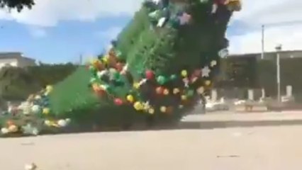 Fuertes vientos tiran árbol de Navidad en Ixmiquilpan, Hidalgo