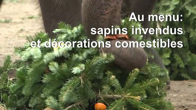 Festin de nöel à base de sapins pour les animaux du zoo de Berlin