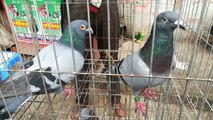 New year pigeons hat video mirpur dhak abangladesh