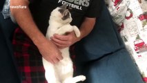 Adorably lazy cat is disinterested in football game and just wants pets