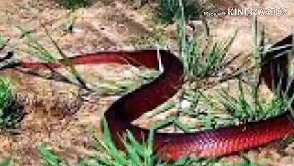 सांप केंचुली क्यों छोड़ता है || Why Snakes shed their skins