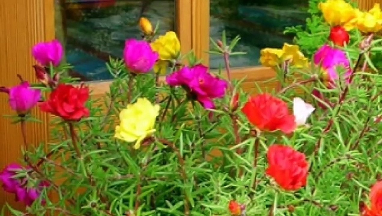 कही दिख जाये आपको ये पौधा तो चुपचाप रख ले सोने से भी महंगे है इसके फायदे । नोबजी के पौधे के फायदे । विटामिन E कैप्सूल के फायदे और नुकसान | vitamin e benefits and Side effects In Hindi | skin whitening treatment at home | Gora hone ka tarika| Shruti Gupta