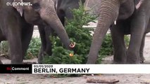 جشن کریسمس برای فیل و شتر و جوجه‌تیغی در برلین