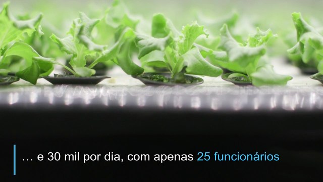 Fábricas de verduras japonesas