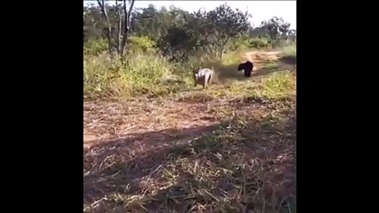 Son chien revient de sa ballade avec un nouveau pote... un peu flippant