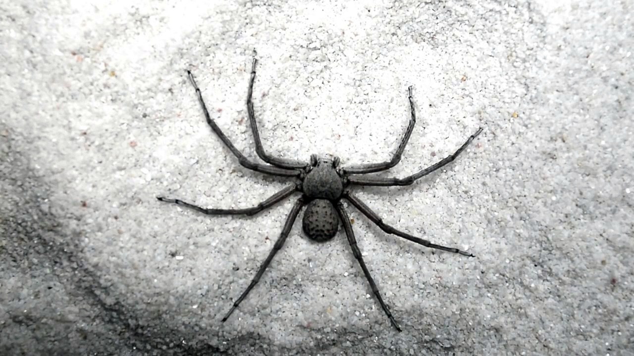 La technique de camouflage de cette araignée est très efficace