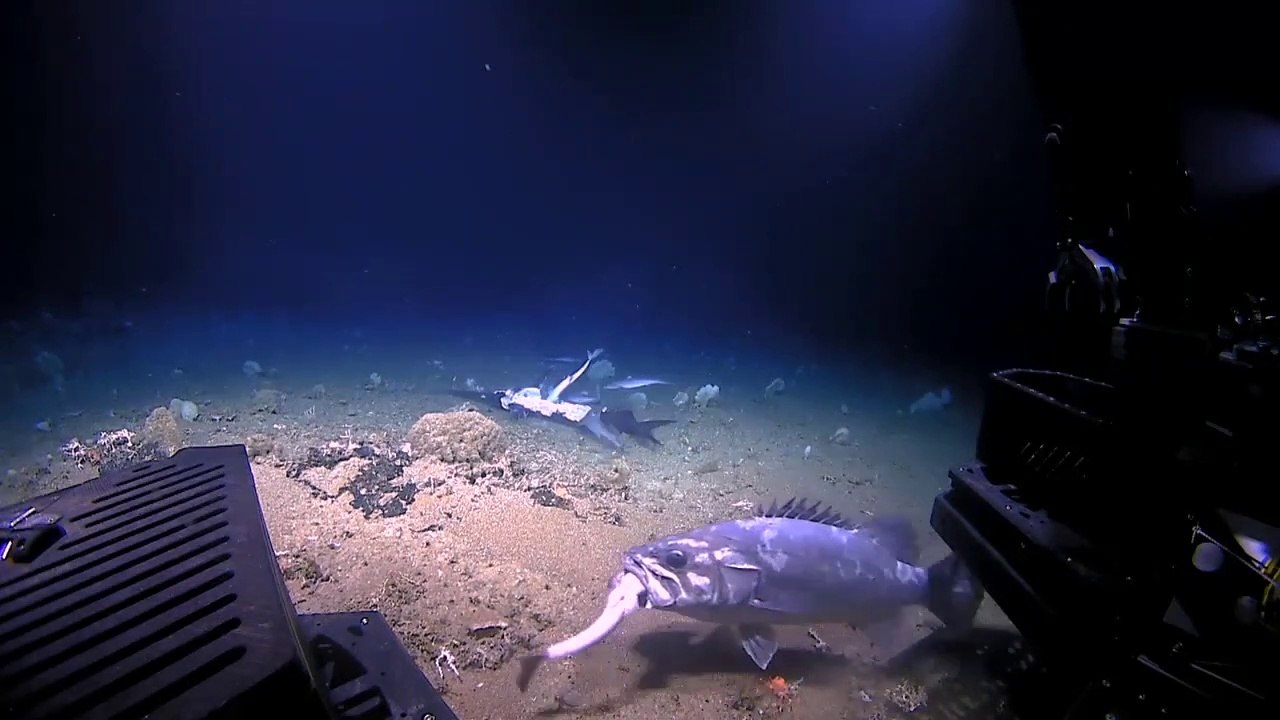 Un mérou vient dévorer un requin en plein festin