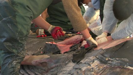 대형고래 국내 첫 부검...뱃속에 낚싯줄·그물 / YTN