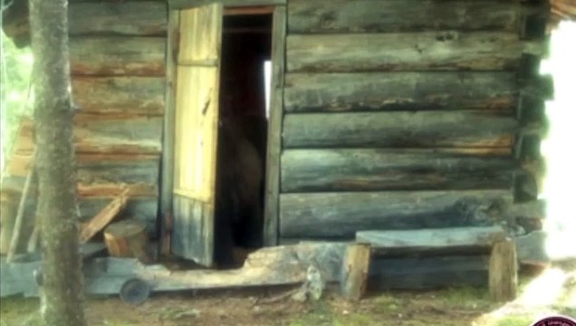 Este oso entra en una cabaña a por un periódico