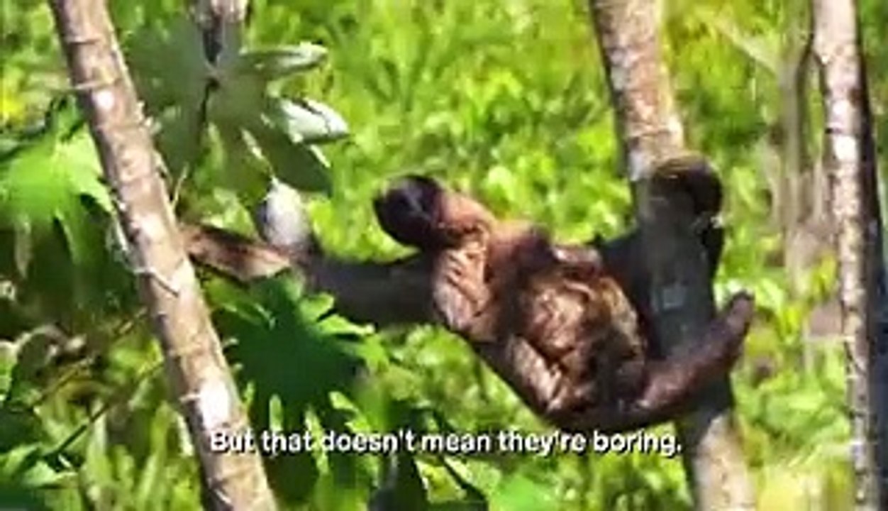 The extreme life of a sloth - video Dailymotion
