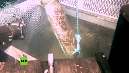 Graban por primera vez cómo un caimán se convierte en comida de isópodos gigantes a 2.000 metros de profundidad