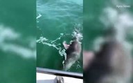 El momento exacto en que capturan a un enorme tiburón de 250 kilógramos y más de dos metros de longitud