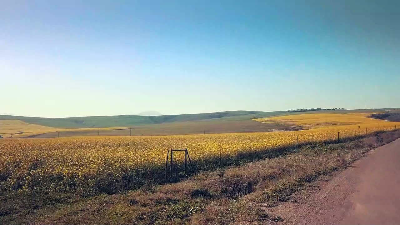Taryn Elliott - Drone Footage Of A Flower Field - Nature (No Copyright Video 123) [4K]