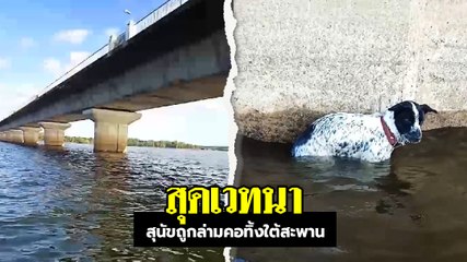 อนาถใจ ลูกหมาหิวโซ ถูกคนล่ามคอทิ้งใต้สะพาน ปล่อยให้นั่งแช่น้ำ ไม่ไยดี 2 วัน