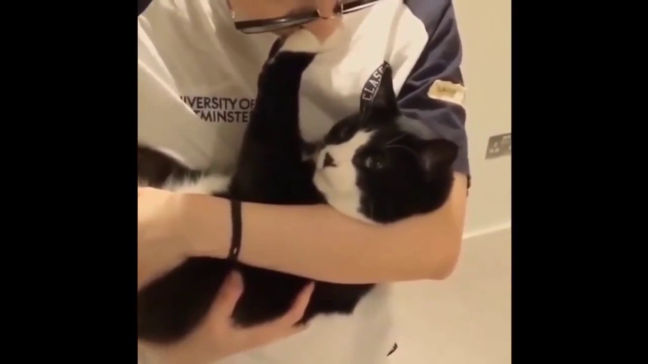 Cat_Doesn't_Like_To_Be_Kissed