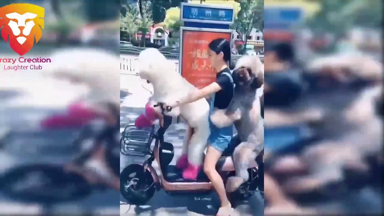 Funny_Dogs_And_Cats_Compilation